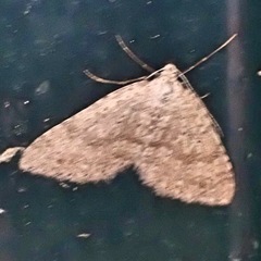 Colostygia multistrigaria