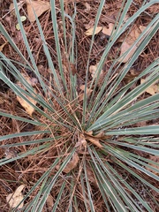 Yucca louisianensis