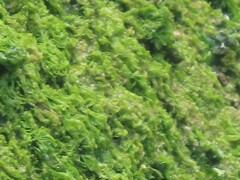 Ulva