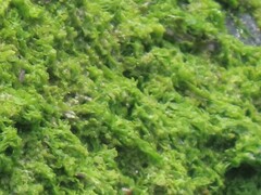 Ulva