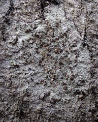Lecideales