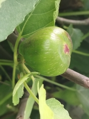 Ficus carica