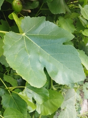 Ficus carica