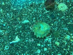 Astraea heliotropium