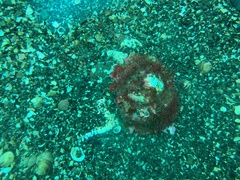 Astraea heliotropium