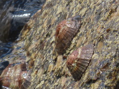 Scutellastra granularis