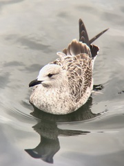 Larus fuscus
