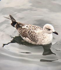 Larus fuscus