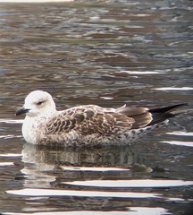 Larus fuscus