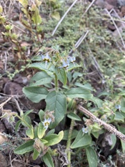 Trichodesma africanum