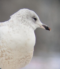 Larus delawarensis