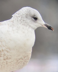 Larus delawarensis