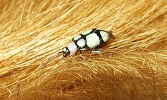 Omophoita octoguttata