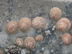 Scutellastra granularis