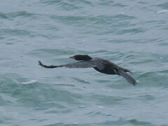 Microcarbo coronatus