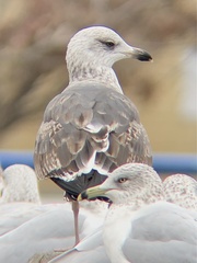 Larus fuscus