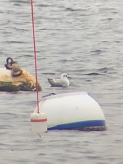 Chroicocephalus ridibundus