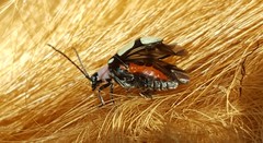 Omophoita octoguttata