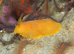 Baptodoris mimetica