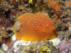 Baptodoris mimetica