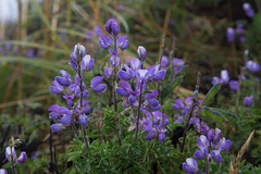 Lupinus pubescens