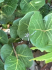 Argiope argentata