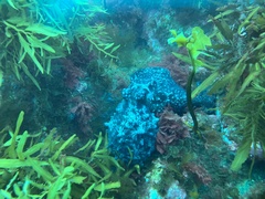 Macroctopus maorum