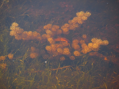 California Newt, photo 8 of 9
