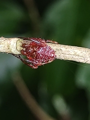 Verrucosa