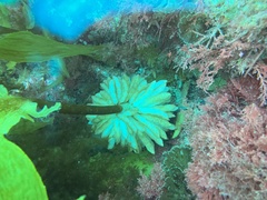 Sepioteuthis australis