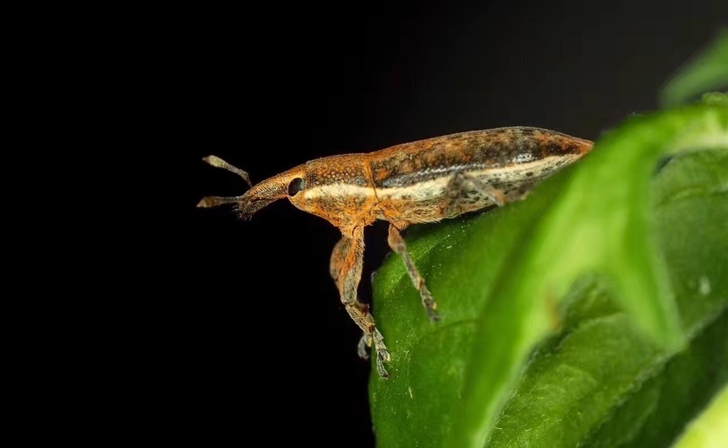 Lixus fairmairei