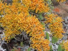 Dufourea flammea