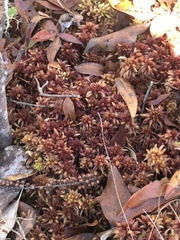 Sphagnum magellanicum