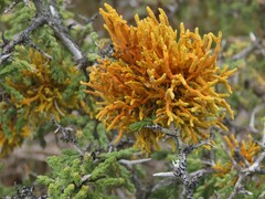 Dufourea flammea