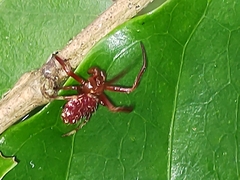 Verrucosa