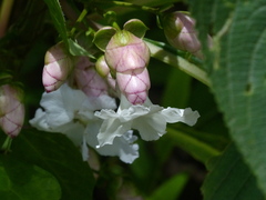 Strobilanthes callosa