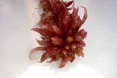 Sphagnum magellanicum