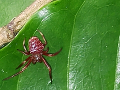 Verrucosa