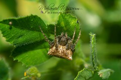 Gibbaranea bituberculata