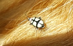 Omophoita octoguttata
