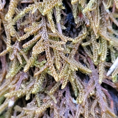 Campylium bambergeri