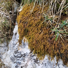 Campylium bambergeri