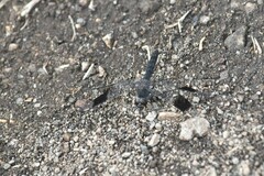 Brachythemis leucosticta