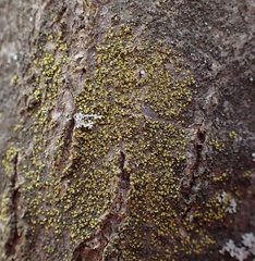 Candelariella xanthostigma