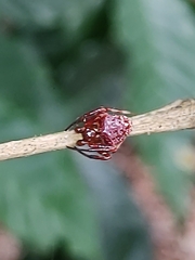 Verrucosa