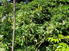 Solanum crinitum
