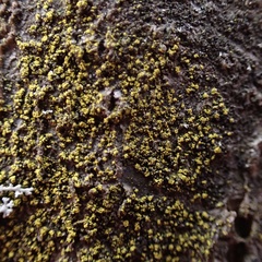 Candelariella xanthostigma