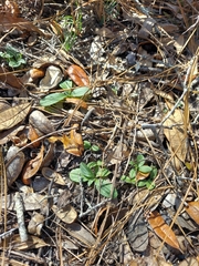 Lithospermum virginianum