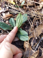 Lithospermum virginianum