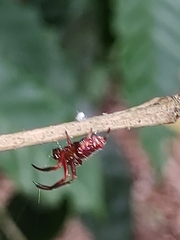 Verrucosa